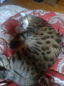 Lost Cat
