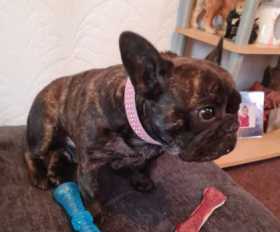 Lost Dog