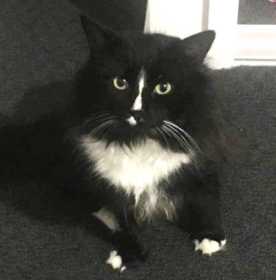 Lost Cat