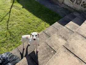 Lost Dog