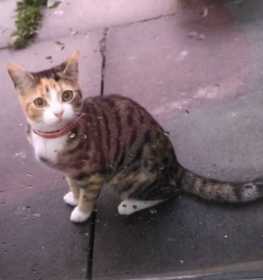 Lost Cat