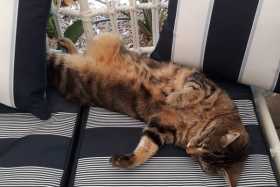 Lost Cat
