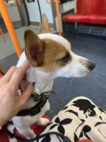 Lost Dog