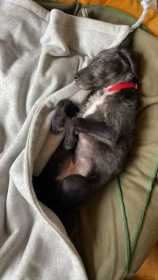 Lost Dog