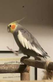 Lost Cockatiel