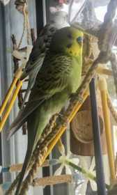 Lost Budgerigar