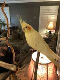 Lost Cockatiel