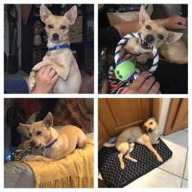 Lost Dog