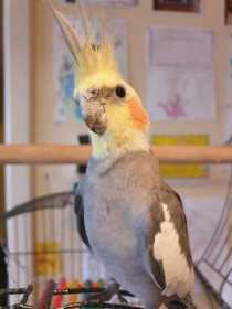 Lost Cockatiel