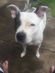 Lost Dog