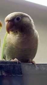 Lost Conure