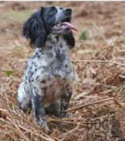 Lost Dog