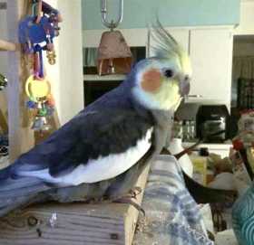 Lost Cockatiel