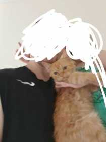 Lost Cat