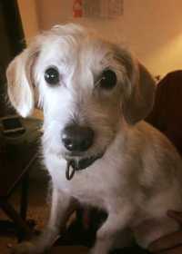 Lost Dog
