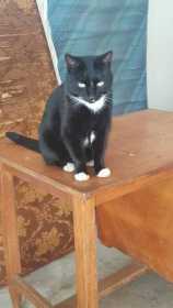 Lost Cat