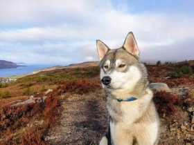 Lost Dog
