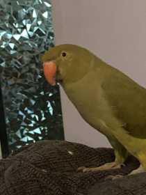 Lost Indian Ringneck Parakeet