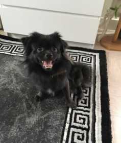 Lost Dog