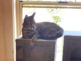 Lost Cat