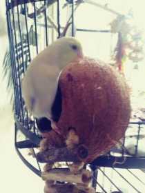 Lost Parrotlet