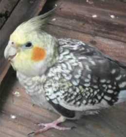 Lost Cockatiel