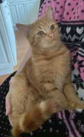 Lost Cat