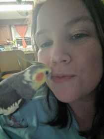 Lost Cockatiel