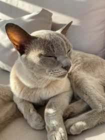 Lost Cat