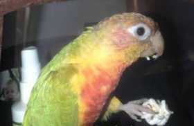 Lost Conure