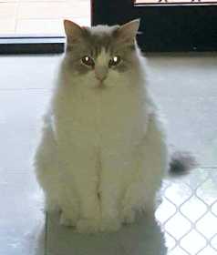 Lost Cat