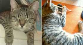 Lost Cat