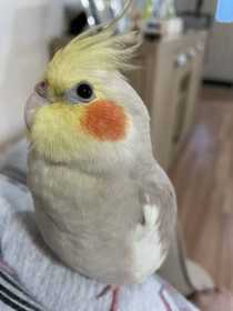 Lost Cockatiel