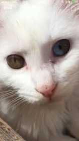 Lost Cat