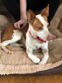 Lost Dog