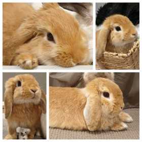 Lost Rabbit