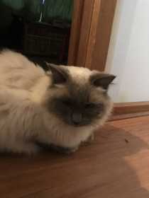 Lost Cat