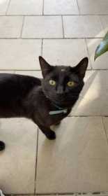 Lost Cat