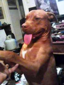 Lost Dog