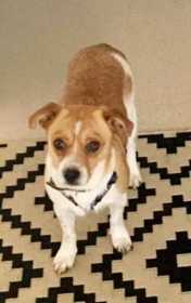 Lost Dog