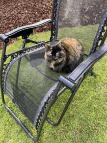 Lost Cat