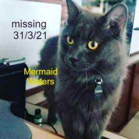 Lost Cat