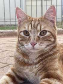 Lost Cat
