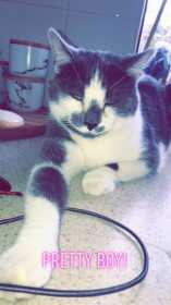 Lost Cat