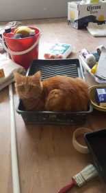 Lost Cat