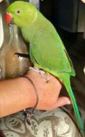 Lost Indian Ringneck Parakeet