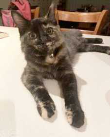 Lost Cat