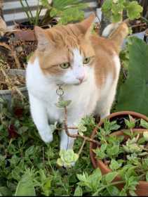 Lost Cat