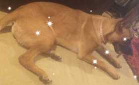 Lost Dog
