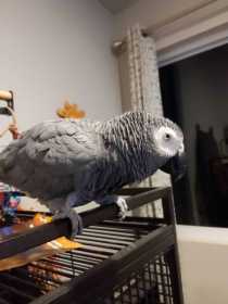 Lost African Grey